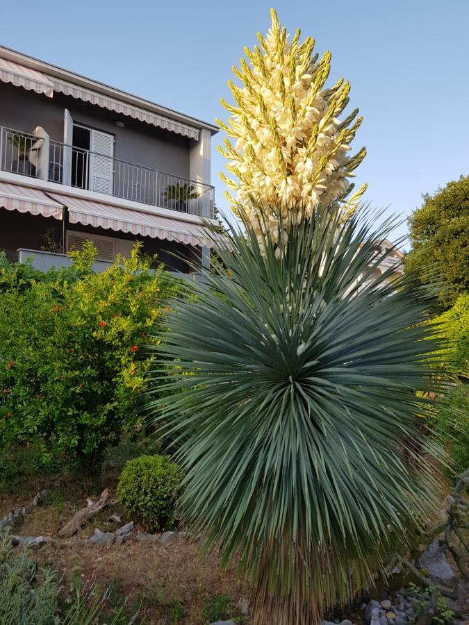 מלון דראמליי House Diana מראה חיצוני תמונה